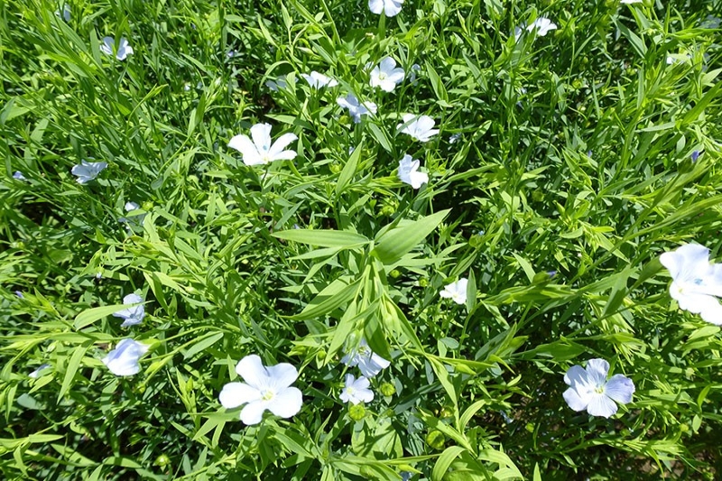 种植基地