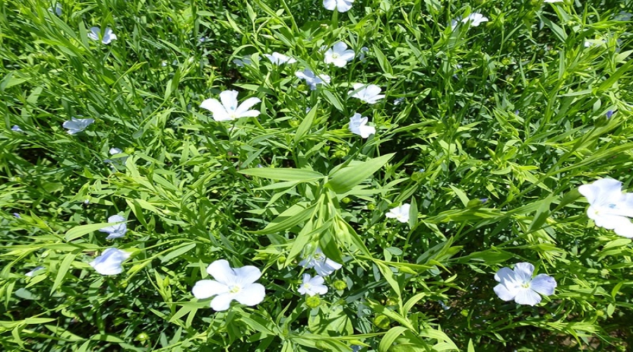 种植基地